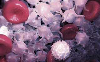 Лейкоциты в моче при беременности