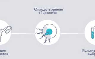 Какова статистика протоколов ЭКО