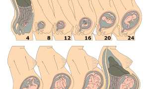 Сколько недель длится беременность?