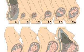 Сколько недель длится беременность?