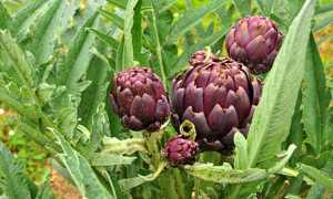 «Хофитол» при беременности