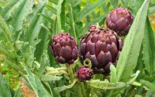 «Хофитол» при беременности