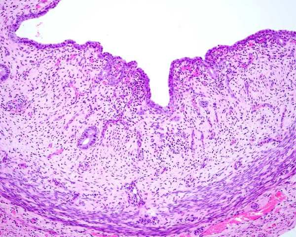 Гистология