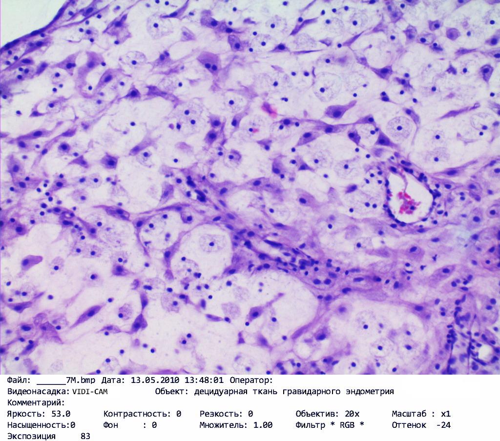 Гистология