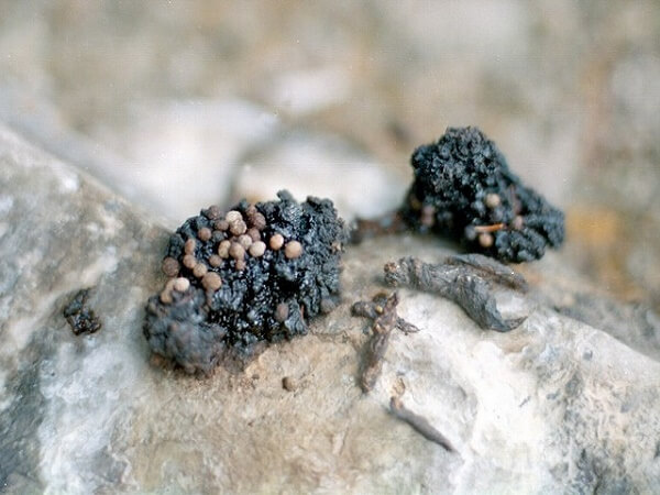 Мумие в живой природе Состав мумие