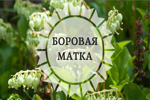 Растение боровая матка Боровая матка