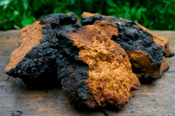 Чага Гриб Чага - применение