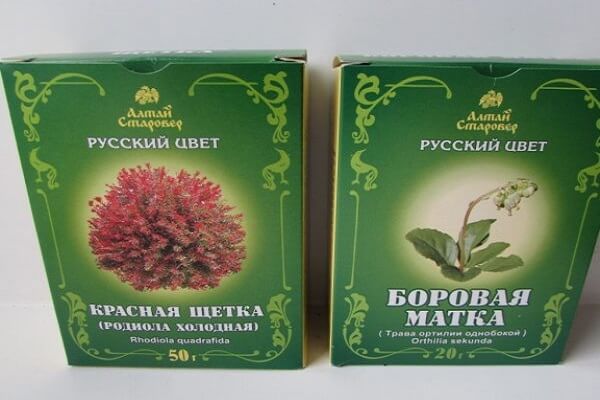 Красная щетка и боровая матка. Производитель: русский цвет Красная щетка и боровая матка