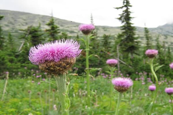 Цвет маральего корня Маралий корень - фото