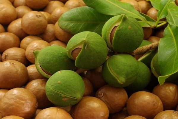 Зеленый орех Макадамия Австралийский орех Макадамия