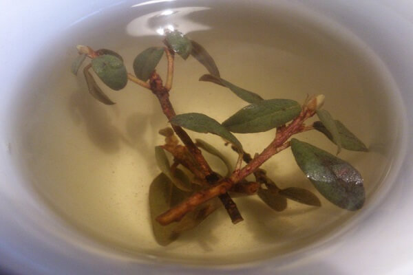 Заваренный чай из Саган - дайля Водный настой саган дайля - фото