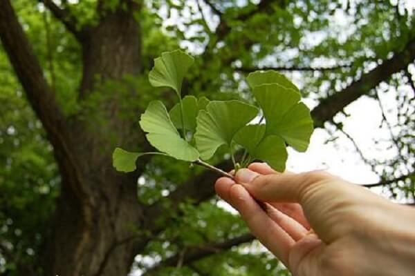 Как выглядит гинкго - билоба Гинкго Билоба дерево