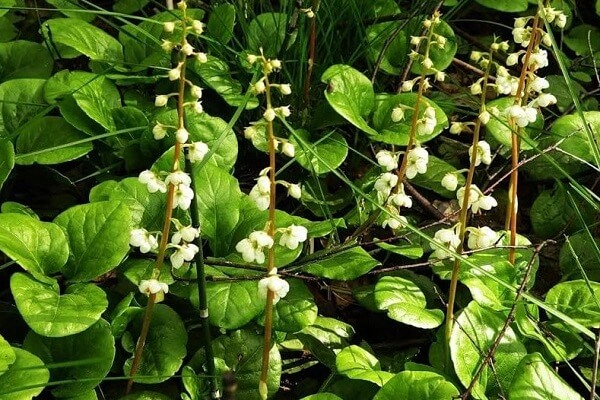 Боровая матка в живой природе Боровая матка - фото