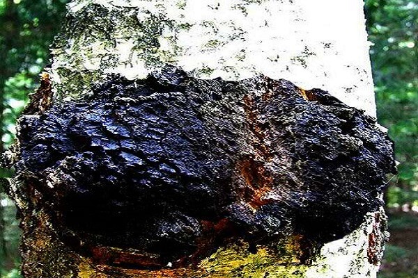 Как выглядит Чага березовая Чага березовая