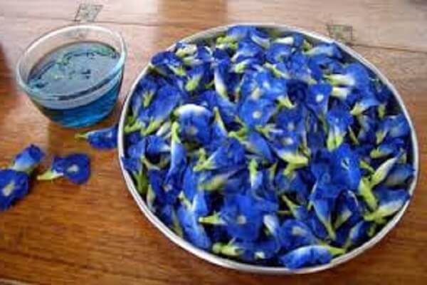 Лепестки синего чая Чай Анчан фото