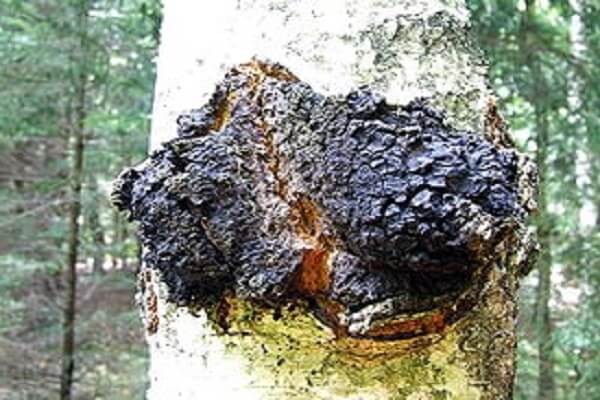 Березовый гриб Чага на дереве Гриб Чага