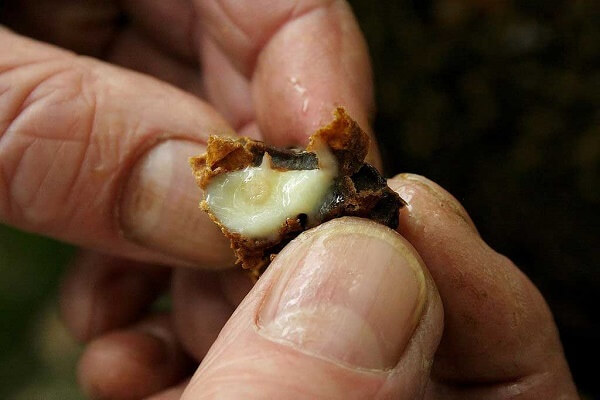 Трутневое молочко