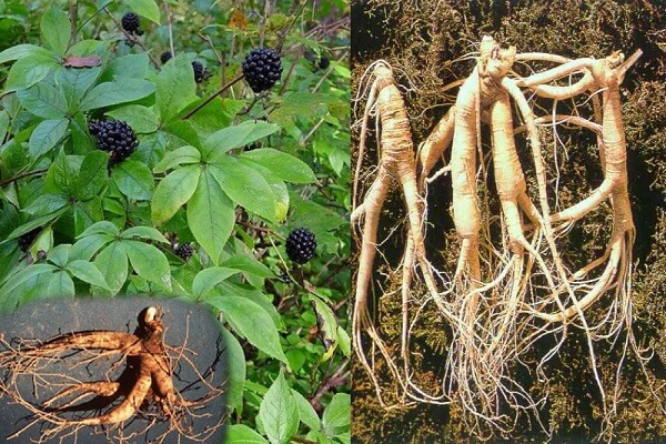 Корень элеутерококка - фото