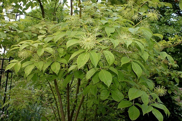 Элеутерококк - фото