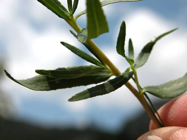 Вопросы фитотерапевту