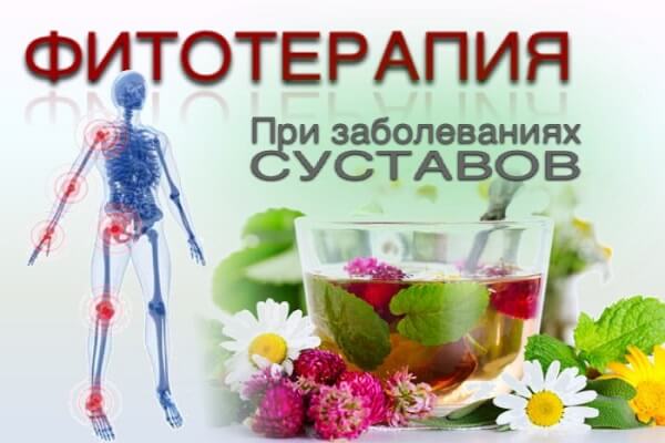 Фитотерапия при заболеваниях суставов Фитотерапия для суставов