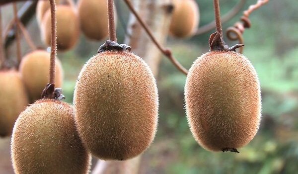 Киви в природе Как растет киви - фото