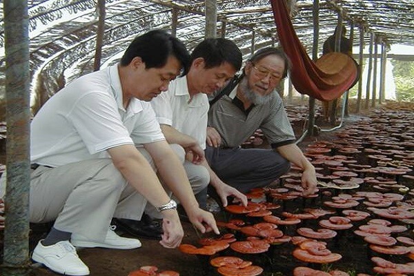 Искусственное выращивание грибов Рейши на специальной ферме Выращивание гриба Рейши