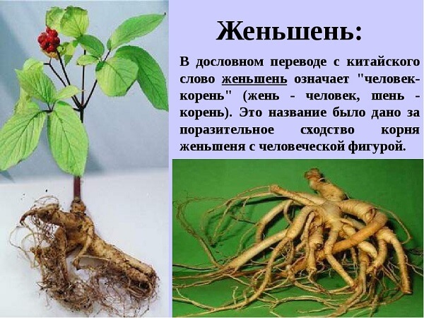 Чем полезен женьшень Свойства женьшеня