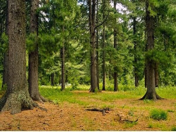 Летний лес Как собирать живицу летом