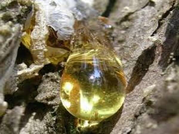 Смола сосновая Живица сосновая - фото