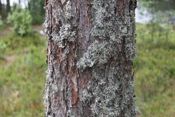 Дерево с Исландским мхом Исландский мох на дереве