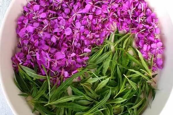 Собранный Кипрей Фото иван чая