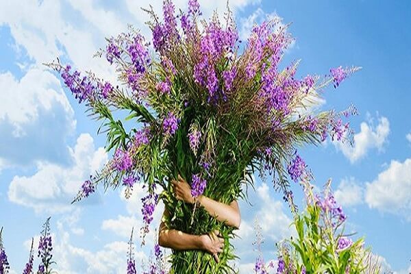 Охапка Иван чая Иван чай