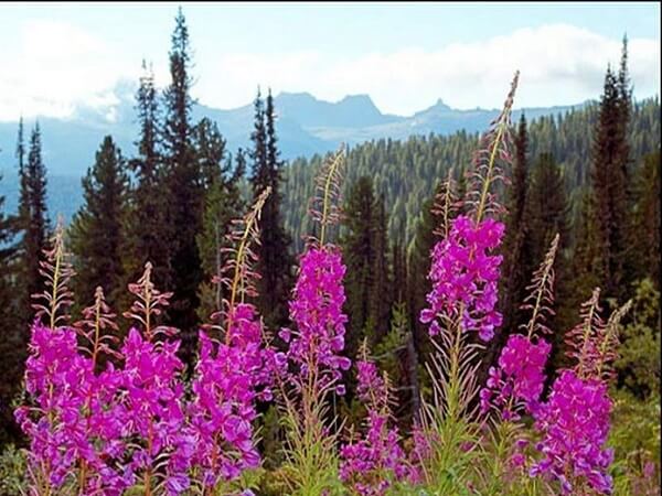 Иван чай в живой природе Иван чай - фото