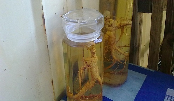 Приготовление настойки женьшеня Настойка женьшеня