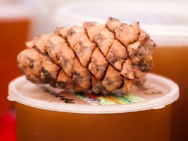 Мед с кедровой живицей и шишка кедра Мед с живицей