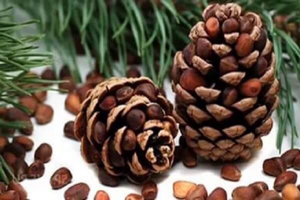Шишки и орехи кедра Кедровые орехи - фото