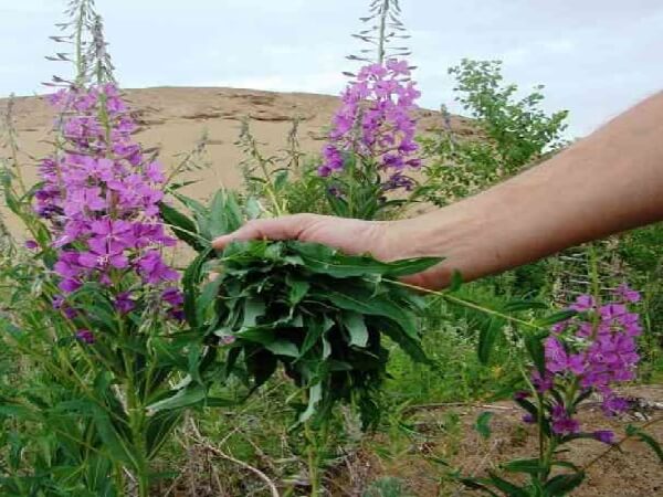Сбор Иван чая Заготовка Иван чая в поле