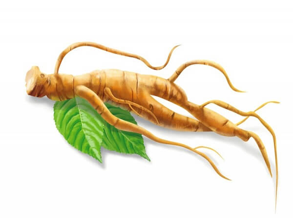 Корень женьшеня Применение женьшеня