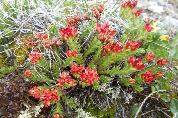 Растение Красная щетка в природе Красная щетка - как растет в живой природе