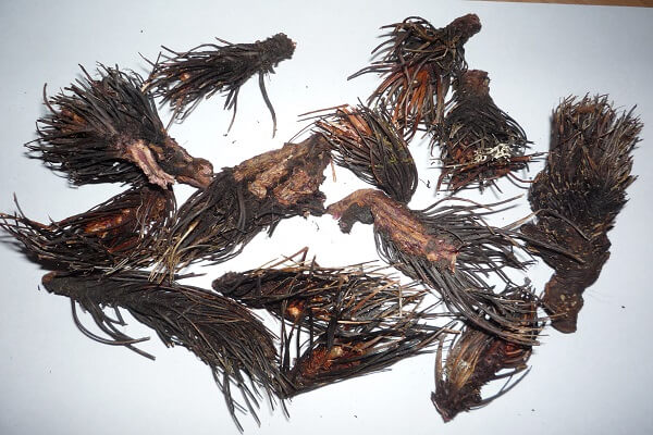 Фото корней растения Красная щетка Корни Красной щетки