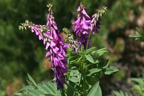 Как цветет красный корень Красный корень в поле - фото