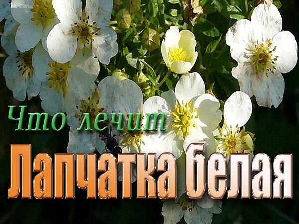 Какие заболевания лечит лапчатка белая Что лечит лапчатка