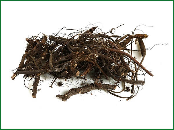 Сухие корни лапчатки белой Корни лапчатки фото