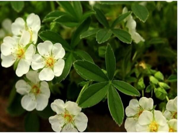 Как выглядит в природе лапчатка белая Лапчатка белая в природе - фото