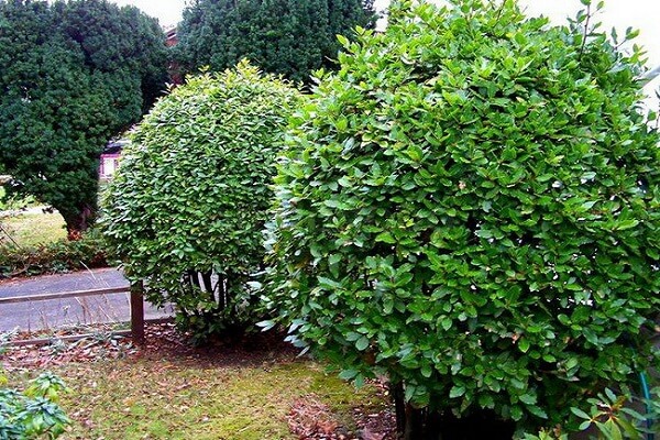 Как растет лавровый лист в природе Дерево лавра