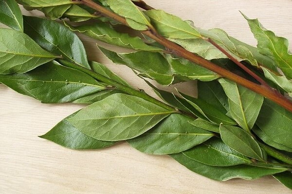 Веточка лавра Ветка лавра