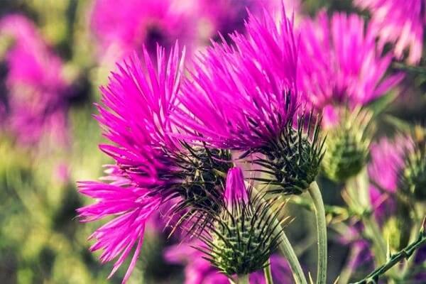 Цветок расторопши Как цветет расторопша