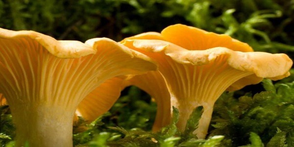 Грибы лисички Лисички - фото