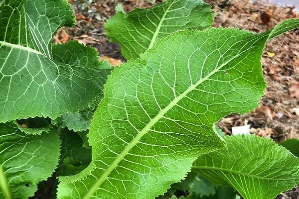 Лист хрена Листья хрена